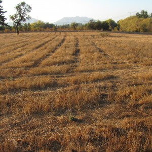 Terreno 5.000 M2.