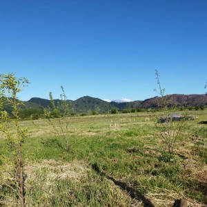 Parcela 1.130 hectárea